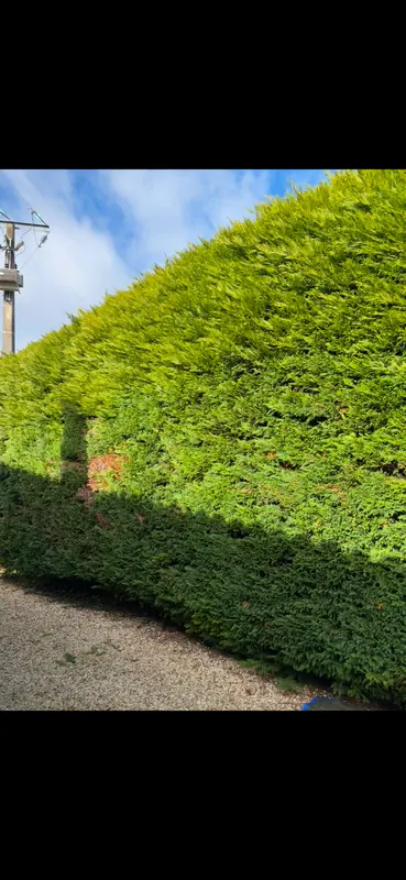 Taille de haie propre et régulière en Charente