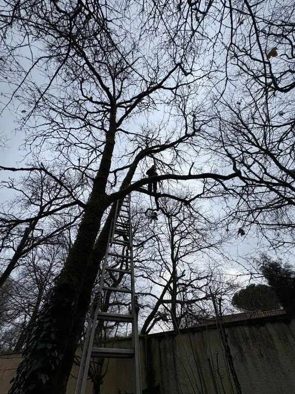 Taille d’arbre avec échelle en environnement urbain
