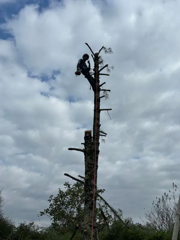 Abattage sécurisé d’un arbre en hauteur