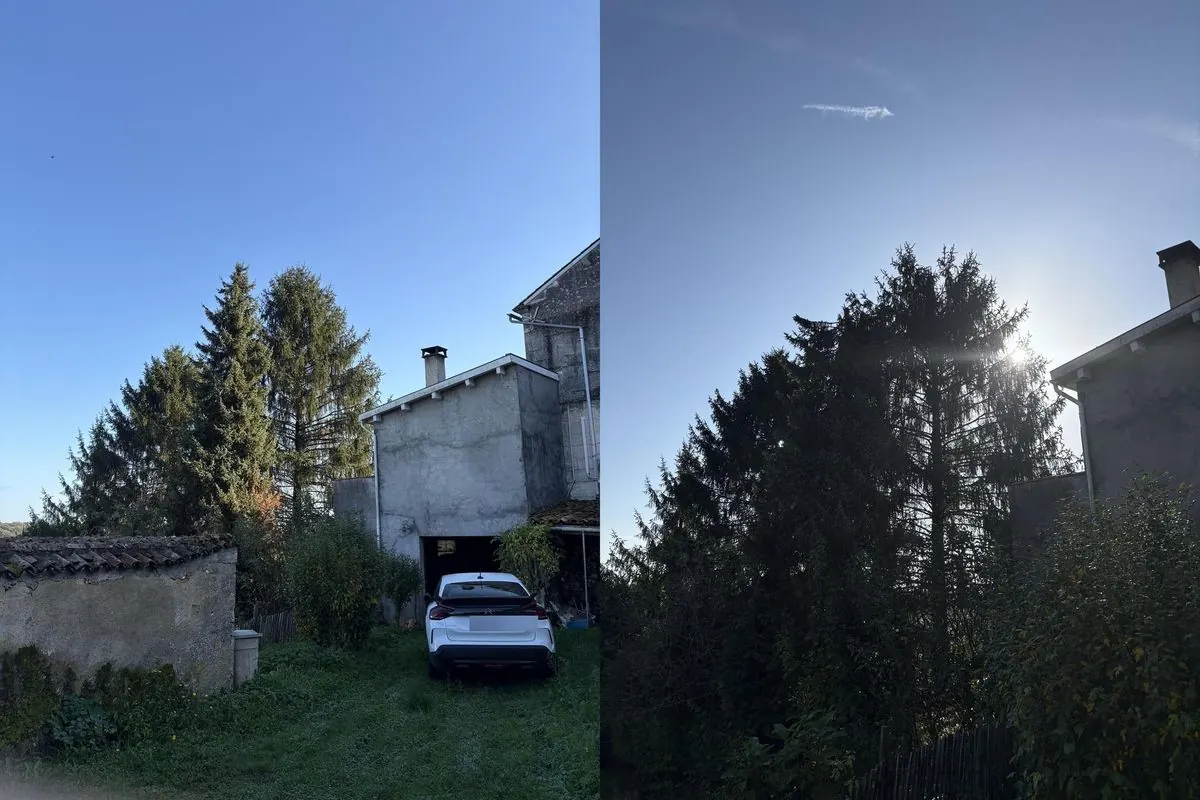 Avant après taille de conifères près d’une habitation