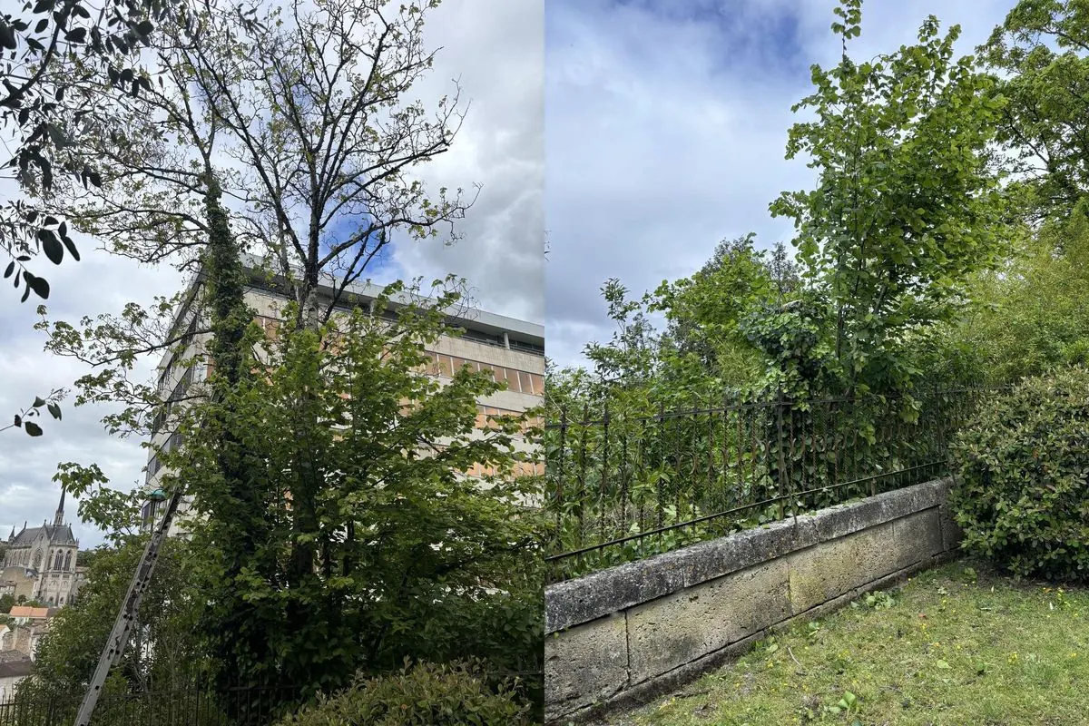 Avant après élagage autour d’un bâtiment à Angoulême