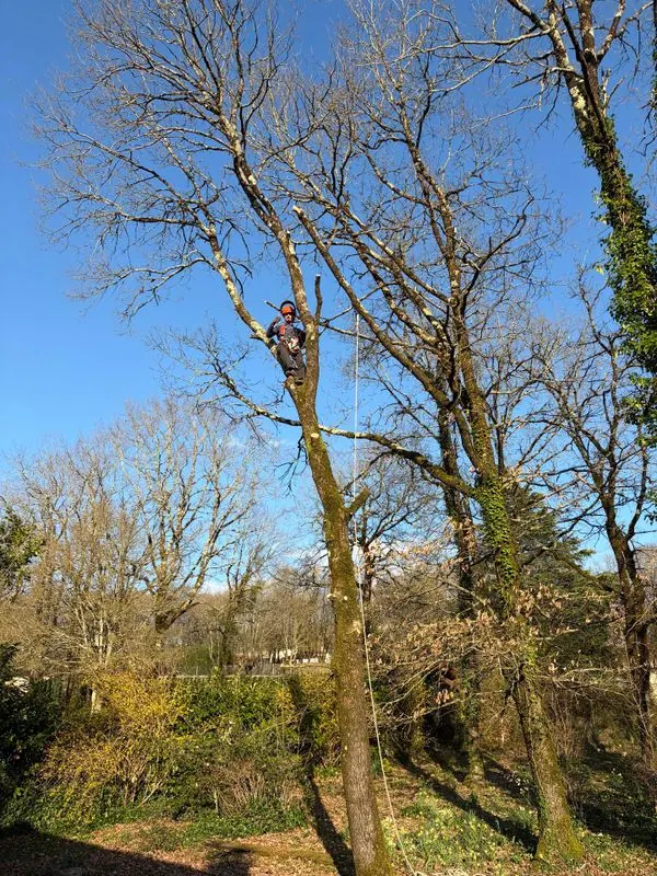Élagueur grimpeur dans un grand arbre