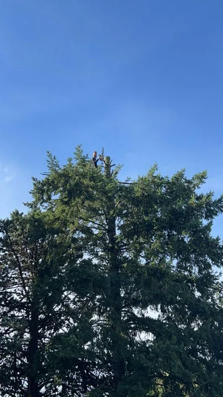 Élagage de grand conifère en hauteur