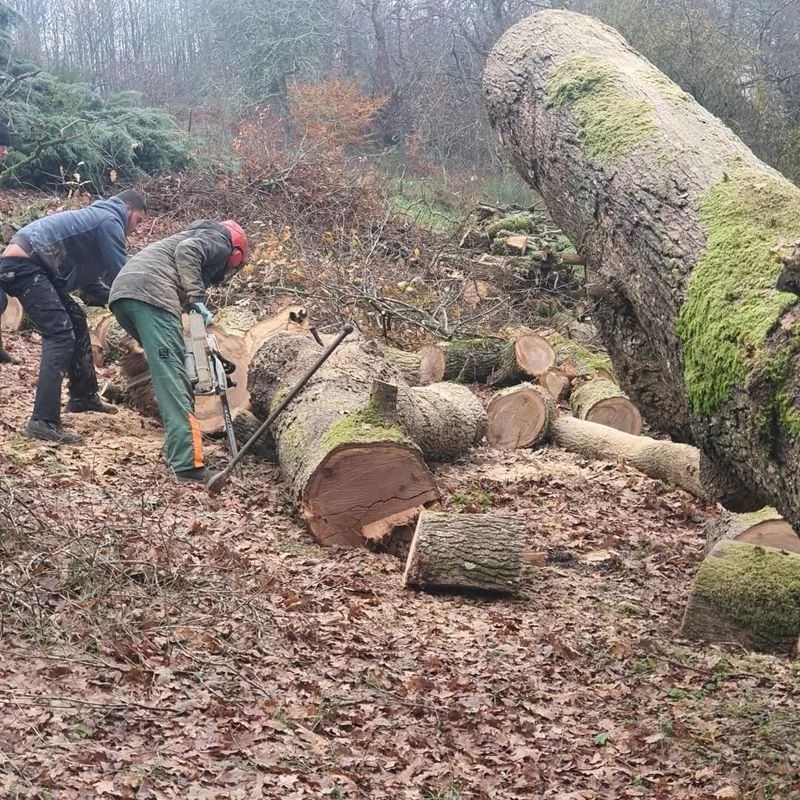 Découpe et débitage d’un arbre abattu